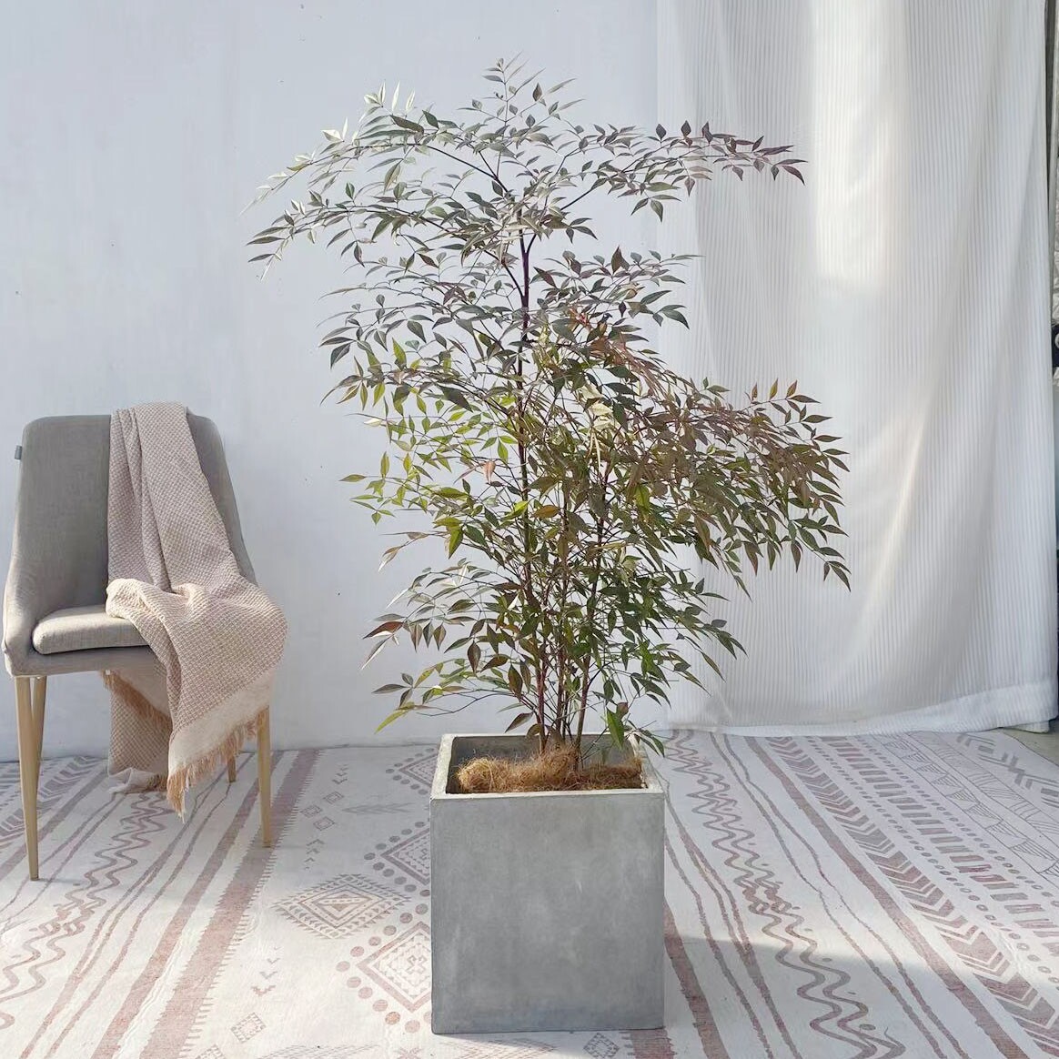 南天庭院观盆景植物叶植物阳台天竹客厅绿植造型大型绿植