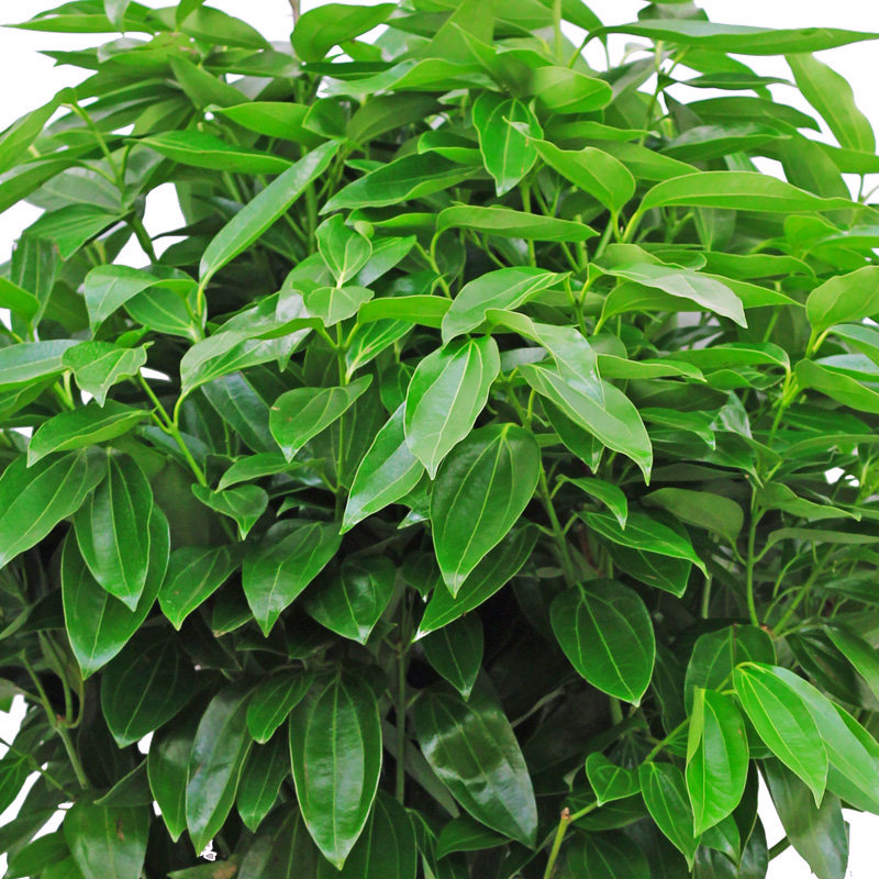 大型平安树盆栽室内客厅无锡绿植花卉同城配送绿植