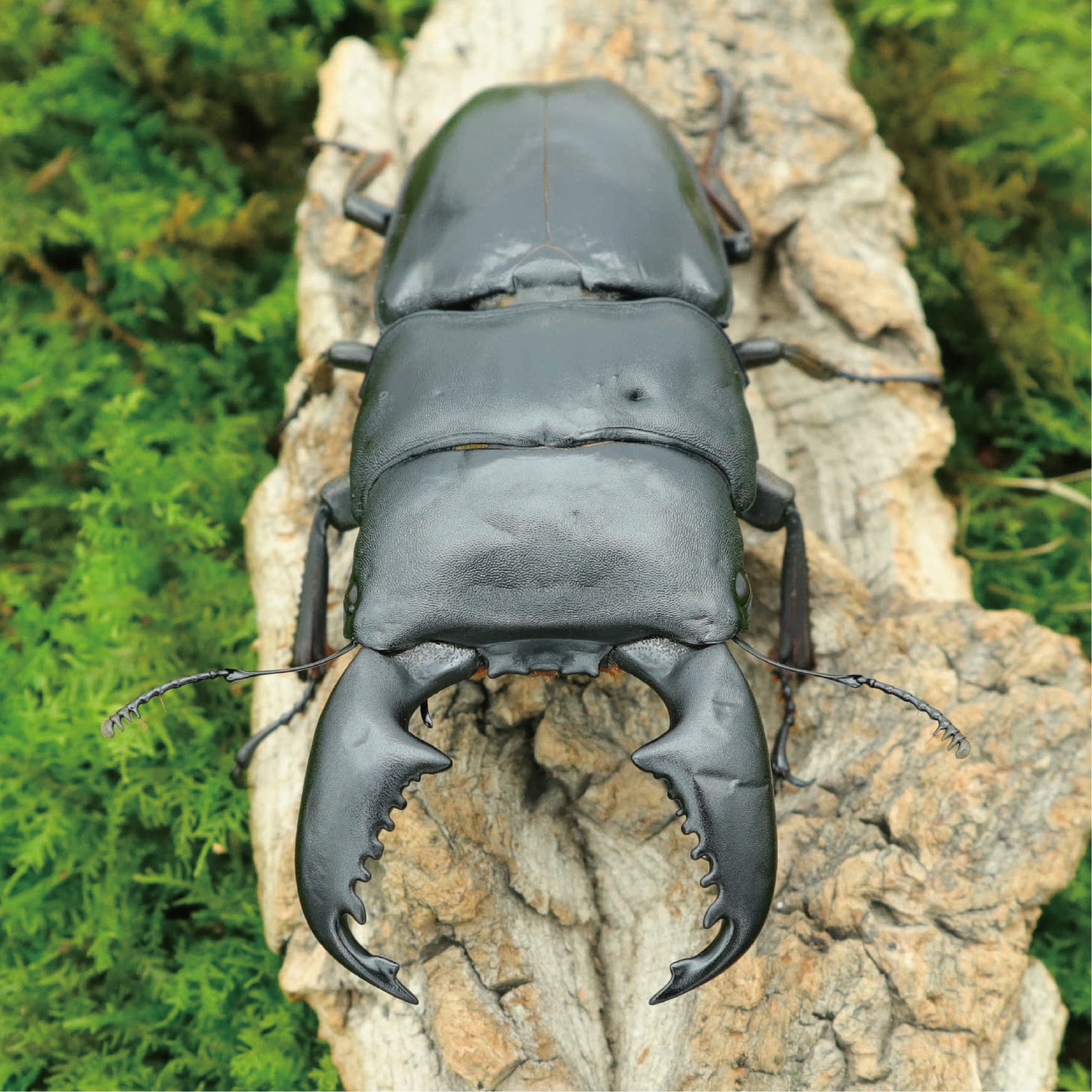 牧野虫社苏门答腊巨扁锹甲好养巨型玩兜虫花金龟特色爬宠