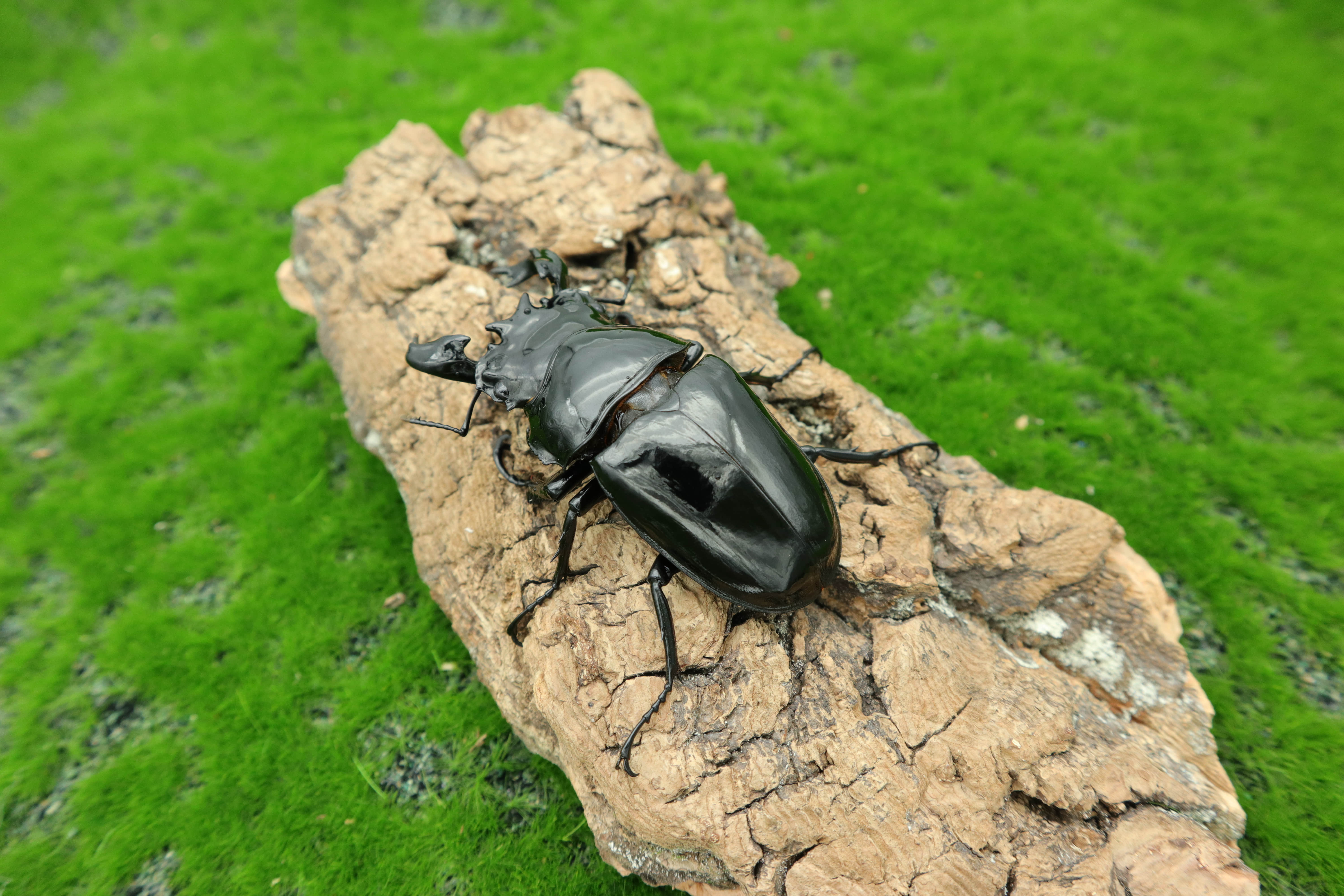 成虫牧野虫社大黑艳锹形虫烤漆光泽幼虫期短其它宠物