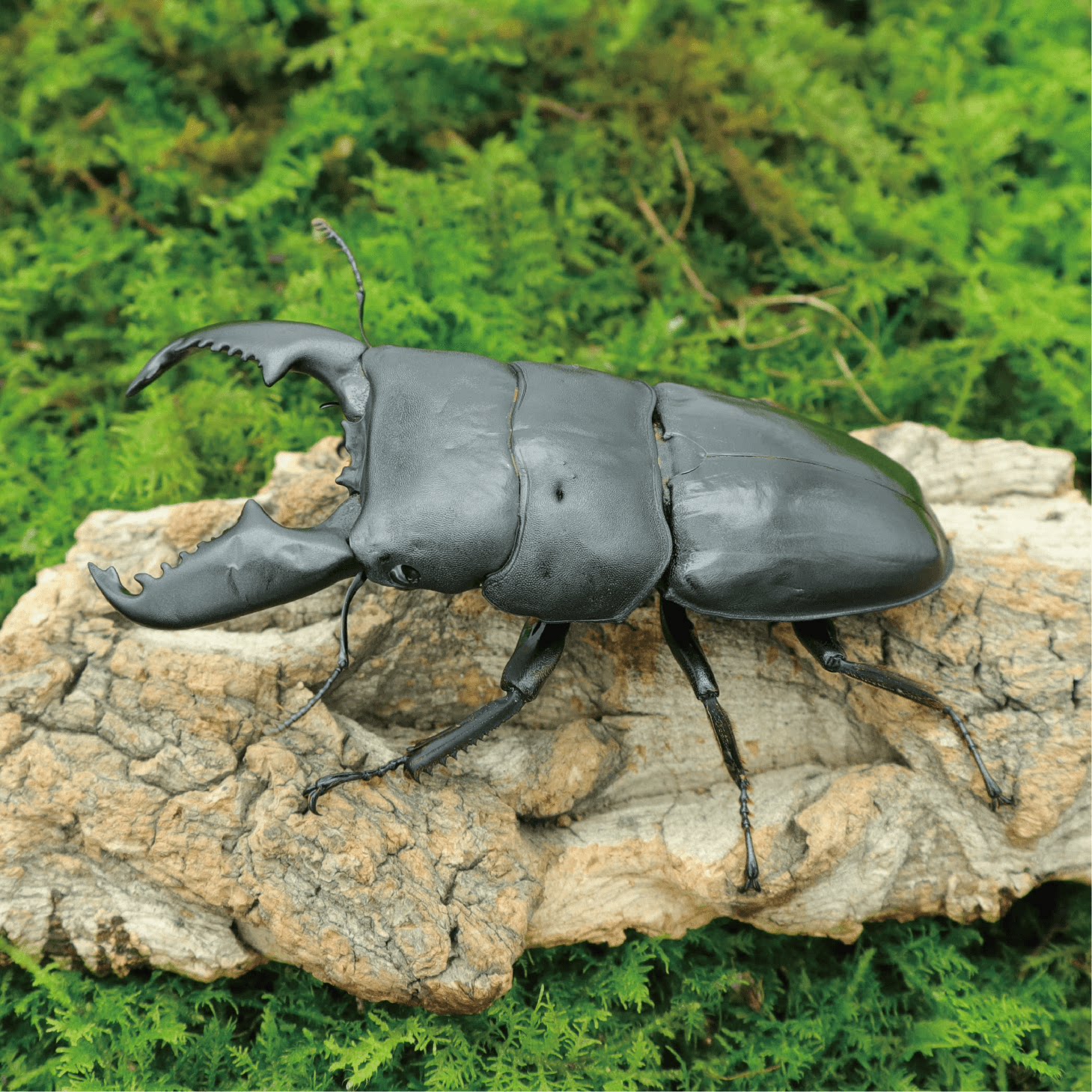 牧野虫社苏门答腊巨扁锹甲好养巨型玩兜虫花金龟特色爬宠