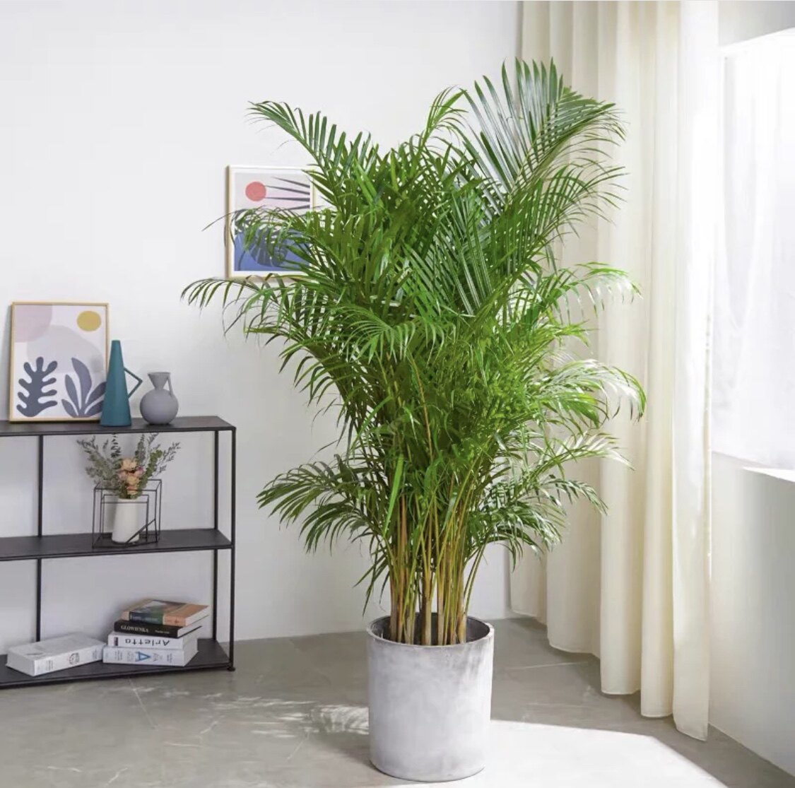 植物plantislands散尾庭院观叶大型大型绿植净化空气甲醛盆栽绿植