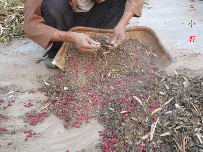 林弘堂农家自产红腰豆红芸豆大红豆非红花豆磨豆浆五谷杂粮500g*2