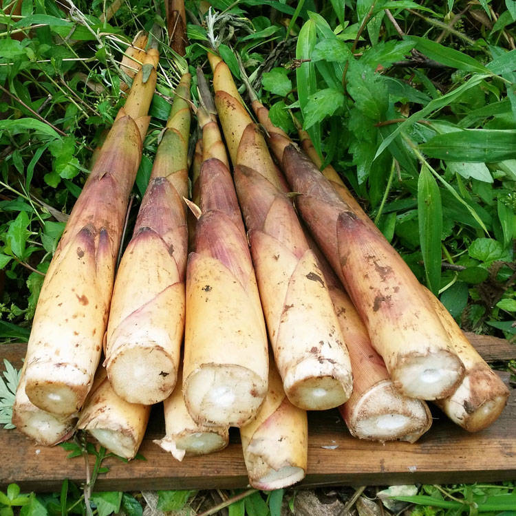 竹笋新鲜现挖四川宜宾苦笋野生生毛春笋正宗竹笋