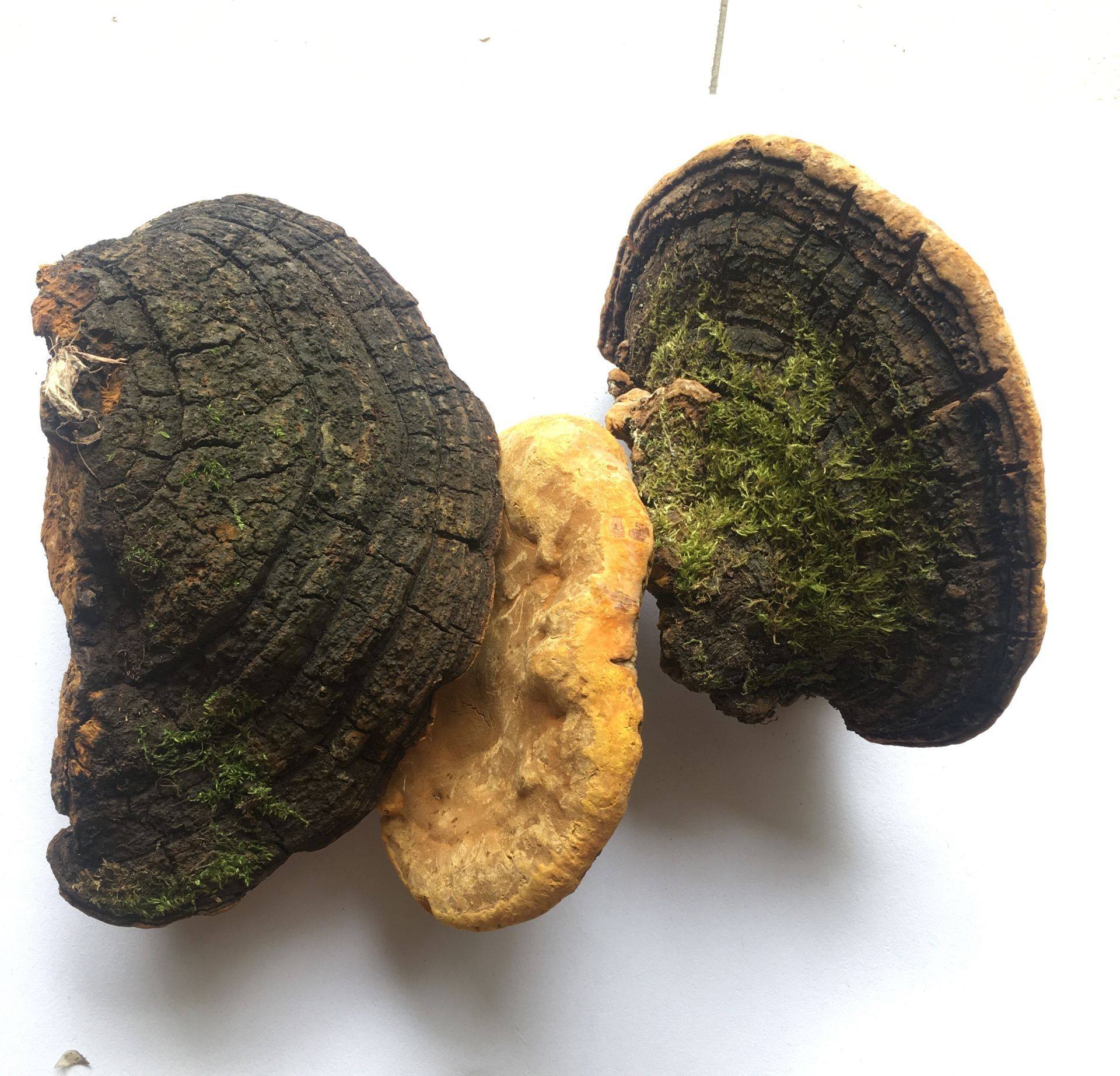 桑黄野生桑树灵芝纯野桑耳500克整枝灵芝