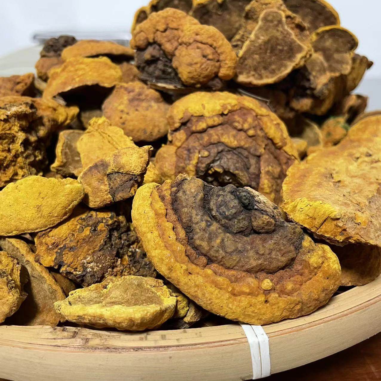 桑黄野生杨树灵芝黄灵芝250克整枝灵芝