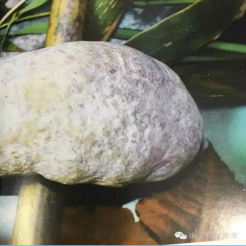 野生肉球菌 竹生肉球菌 戈茨肉球菌 竹球菌 云南竹菌 100克