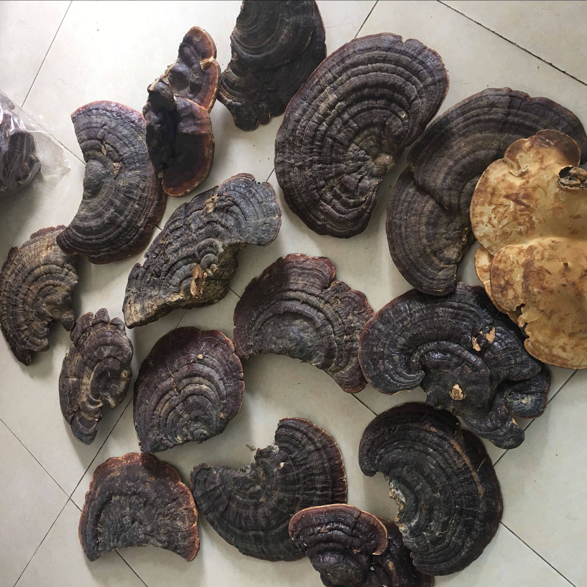 无柄赤芝野生灵芝海南可切包邮整枝灵芝