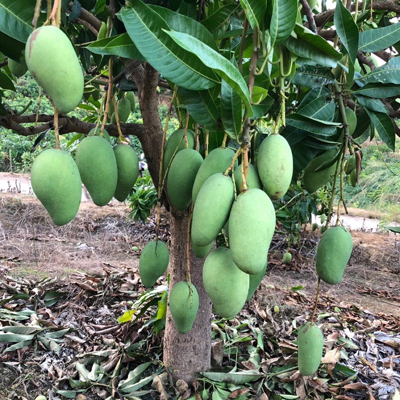 芒果新鲜泰国五斤国生象牙云南生吃海南四季芒果