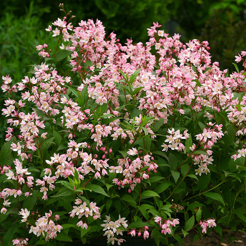 惠惠惠的花园冰生雪球溲疏粉溲庭院阳台多年生时令草本花卉