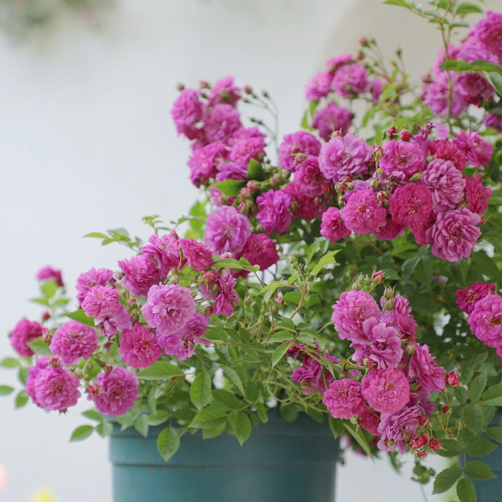 惠惠惠的花园微型月季多季抗病甜蜜马车浓香花卉