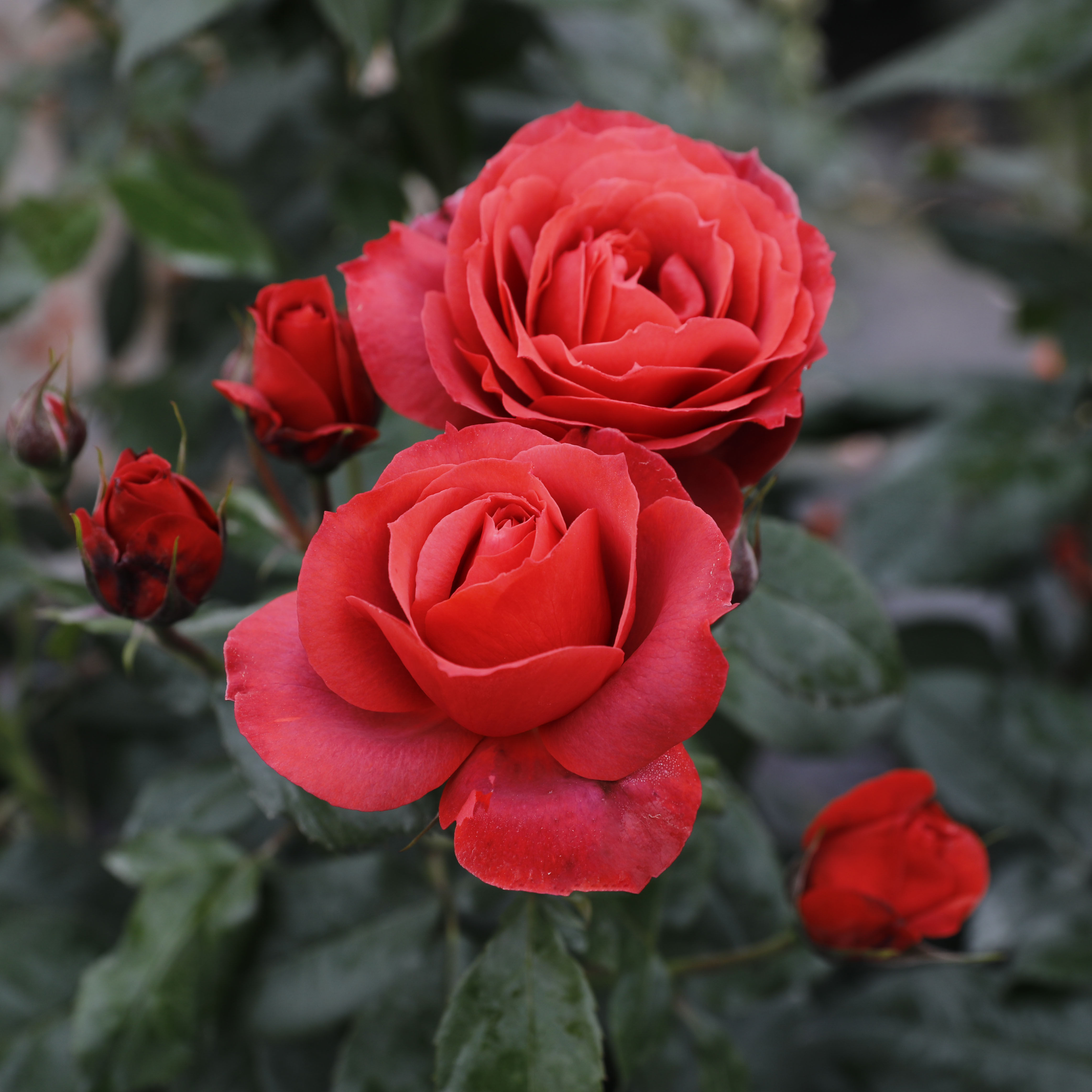 惠惠惠的花园灌木月季火热巧克力花色复古多头花卉