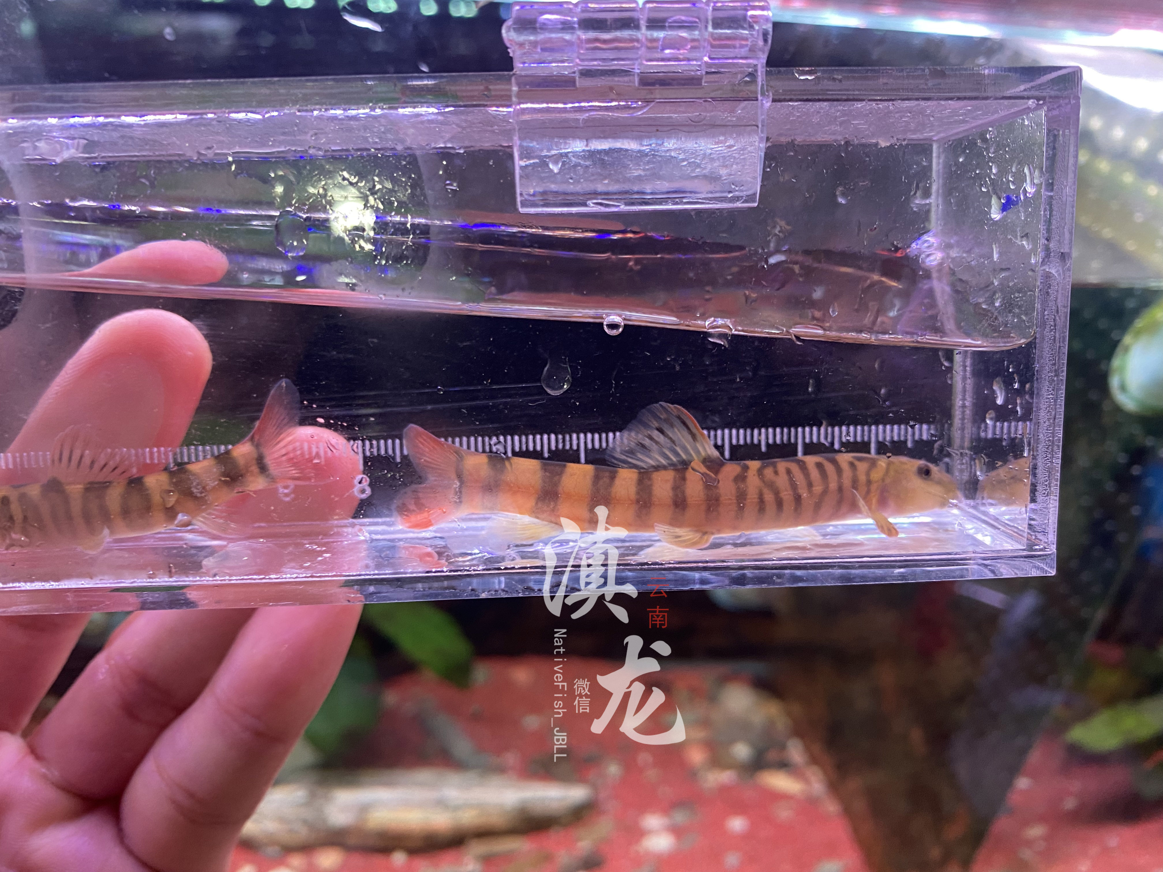 原生玫瑰半线丹异斑小游鱼冷水鱼小型观赏鱼云南鱼