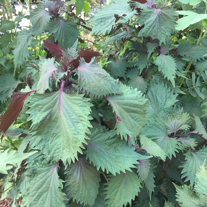 紫苏农家晒干特香野生泰顺特产紫苏叶去腥烧鱼其它干货