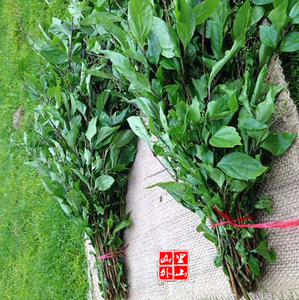 绿豆豆腐顺丰包邮观音叶子泰顺特产一店野生其它