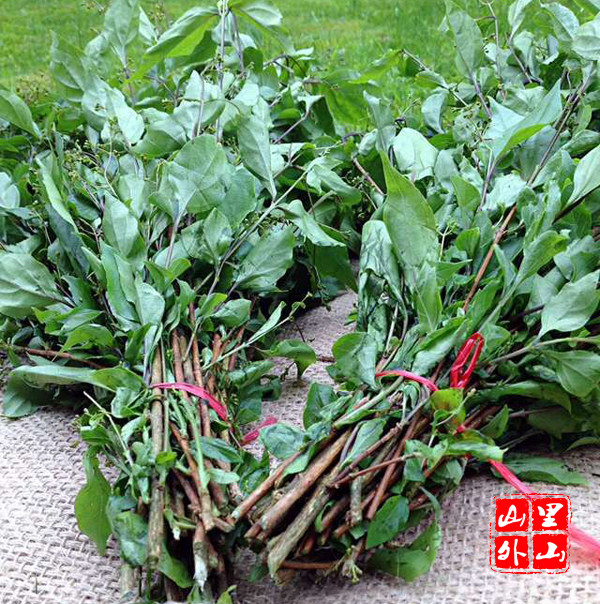 包邮观音柴 绿豆腐柴 绿豆腐叶子 泰顺特产第一店 纯野生现摘送灰