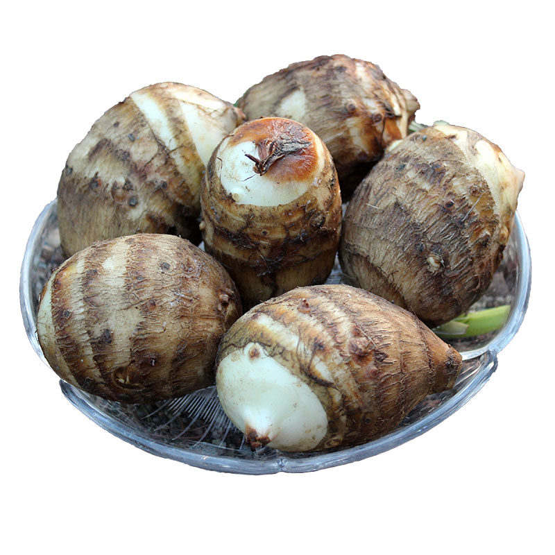 江西软毛香芋挖白芋现特产艿粉小芋蔬菜农家芋头