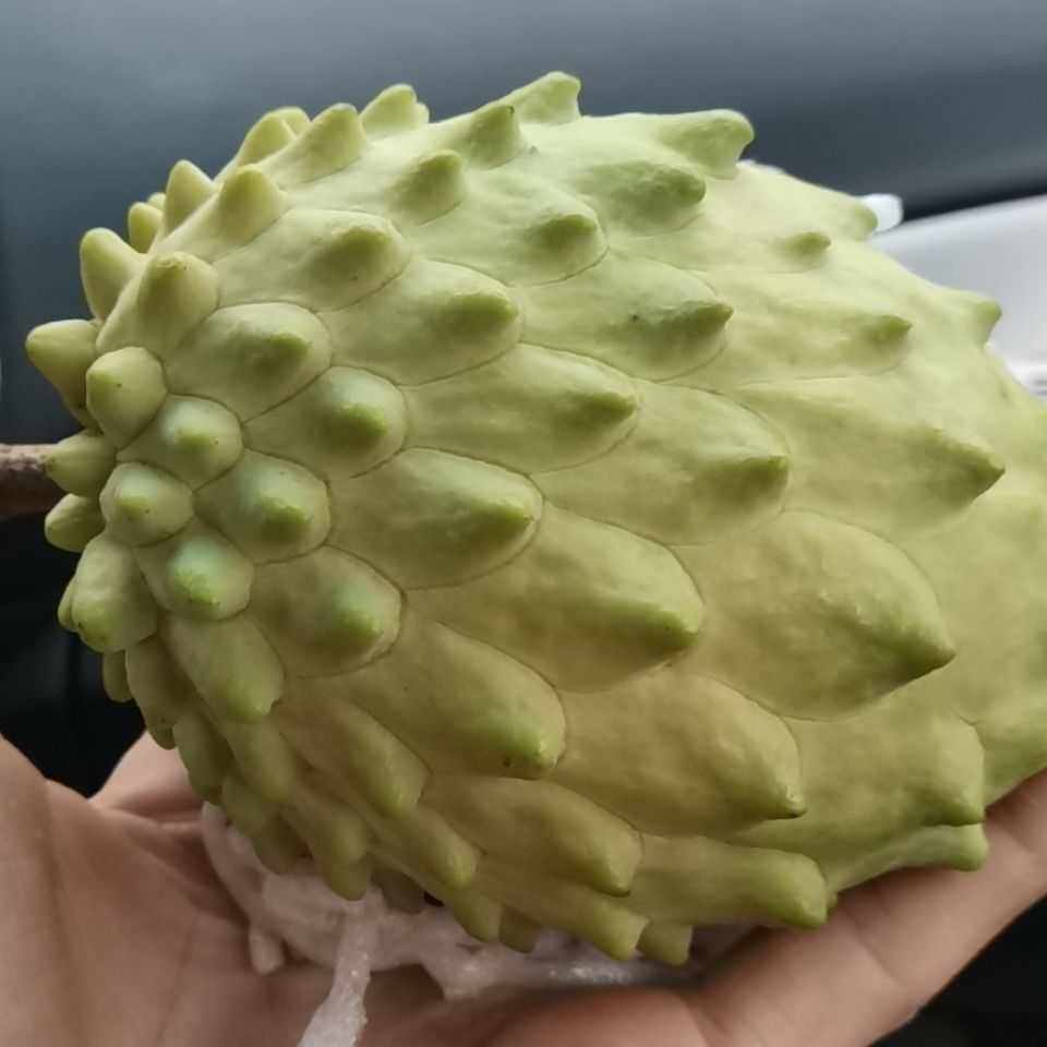 顺丰包邮台湾凤梨释迦荔枝佛头果应季现摘新鲜番荔枝