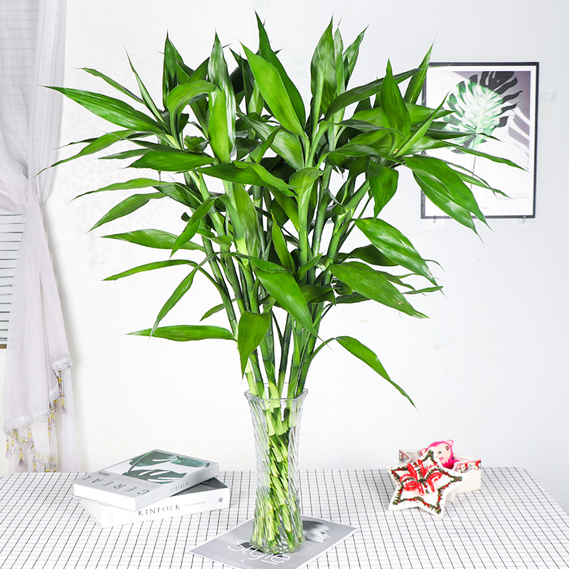 富贵竹植物水养室内绿植花卉盆栽客厅大叶竹节绿植