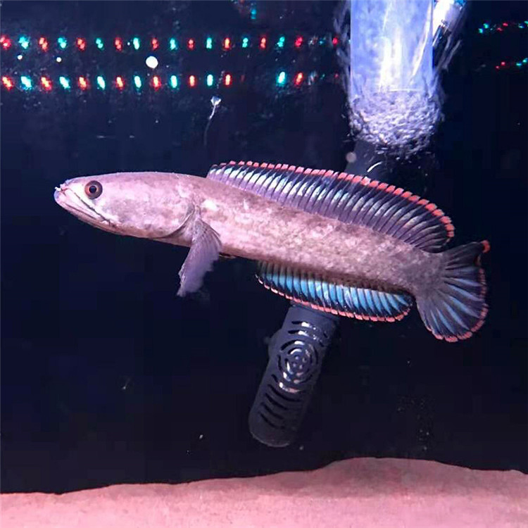 龙鱼大型观赏鱼彩虹虹雷淡水冷水鱼凶猛雷龙鱼活体鱼