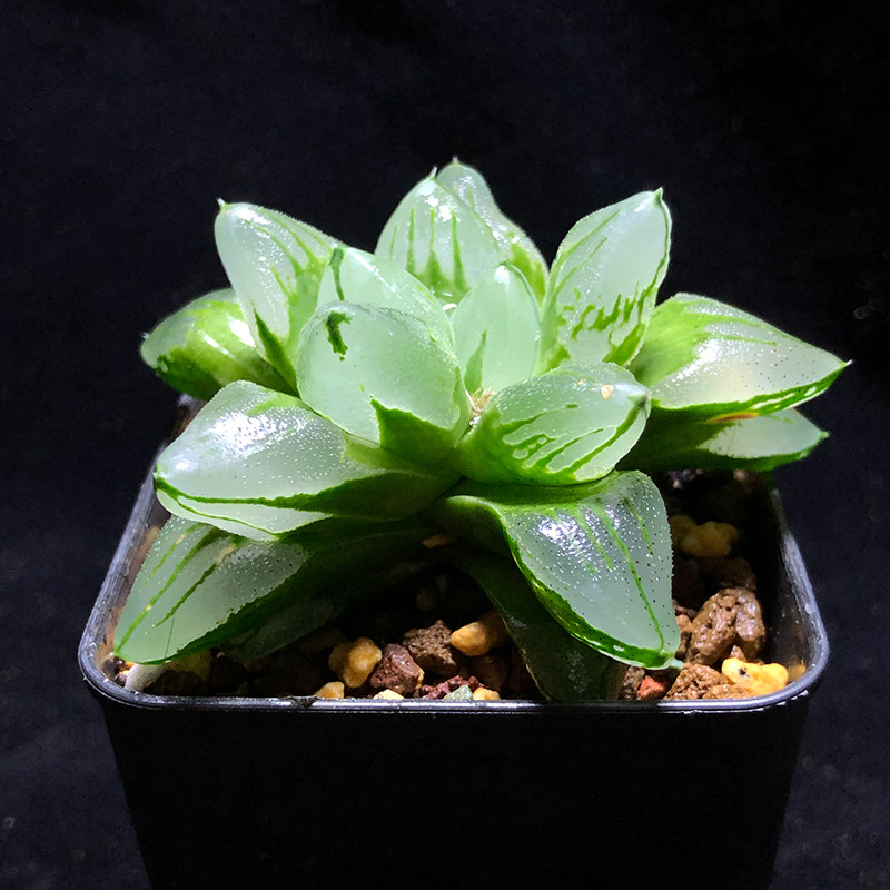 富强花卉非组冰城寿母本十二卷多肉植物背窗三杰之一多肉植物包邮