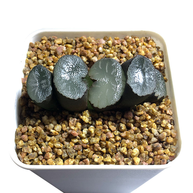 富强花卉白亚玉扇铭品玉扇一物一拍多肉植物纹路多肉植物