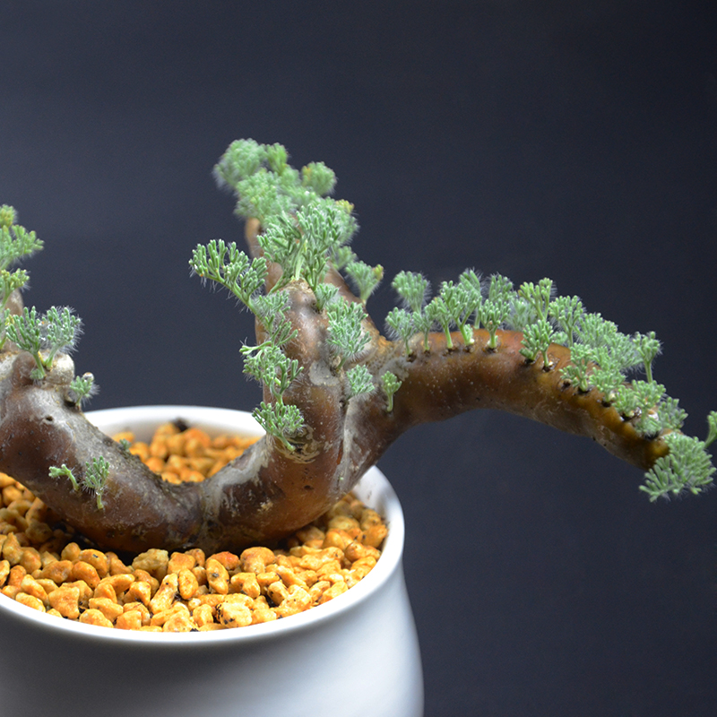 富强花卉块根多肉罗莎黑皮月界进口稀有植物多肉植物