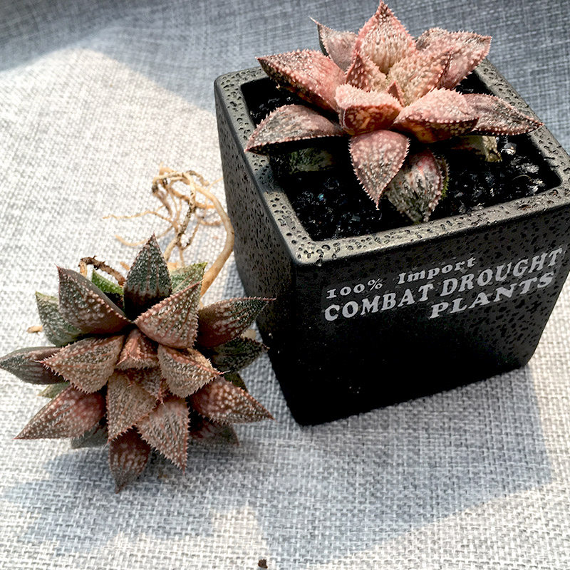 富强花卉白银城青蟹寿十二卷彩虹花蟹寿白银青蟹花蟹保品种品相佳