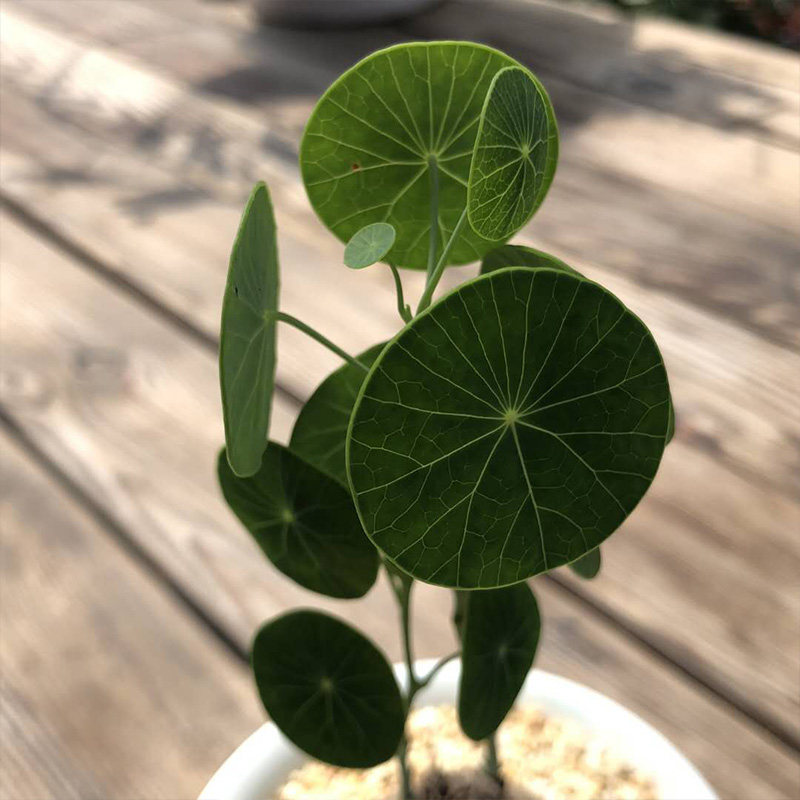 富强花卉泰国圆叶立枝山乌龟素可泰非爬藤耐阴植物稀有块根块茎