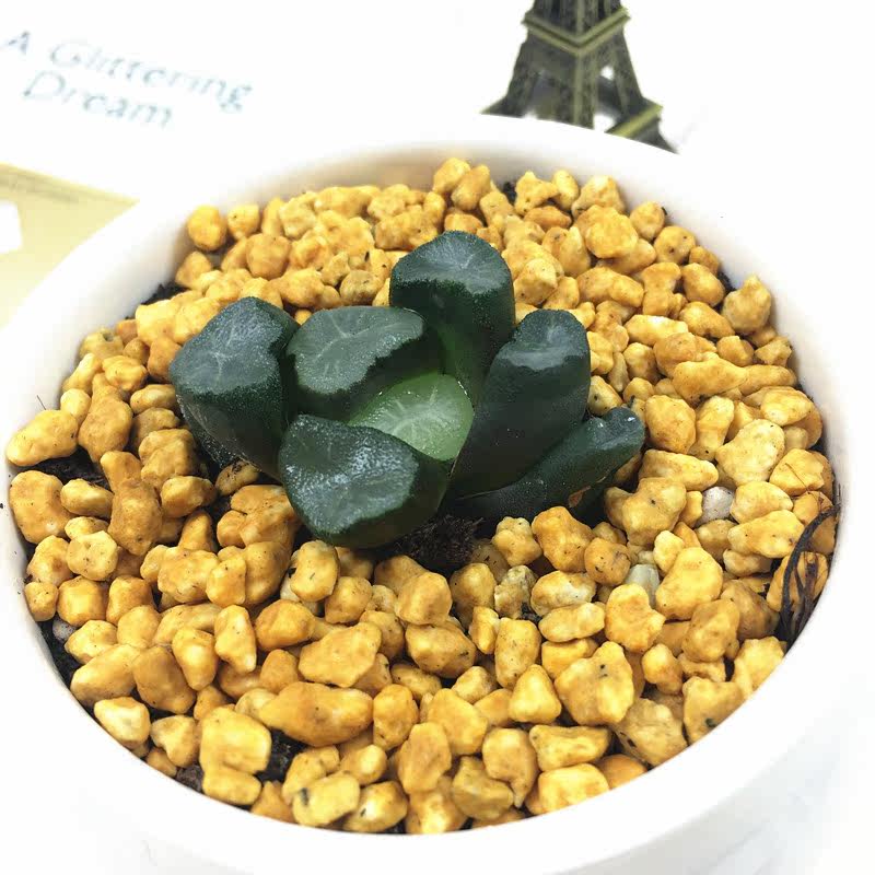 稻妻万象十二卷多肉植物经典铭品多肉富强花卉基地直发多肉植物