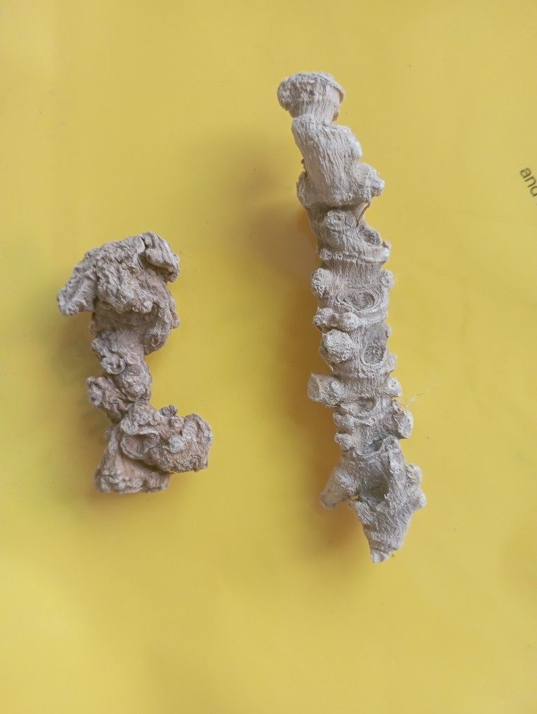 100克土家族三七白三七苗族恩施高仿湖北种植林下传统滋补品其他