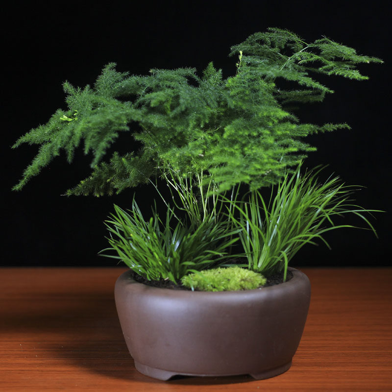 金钱菖蒲虎须黄金紫砂盆景办公室桌面茶几盆栽绿植