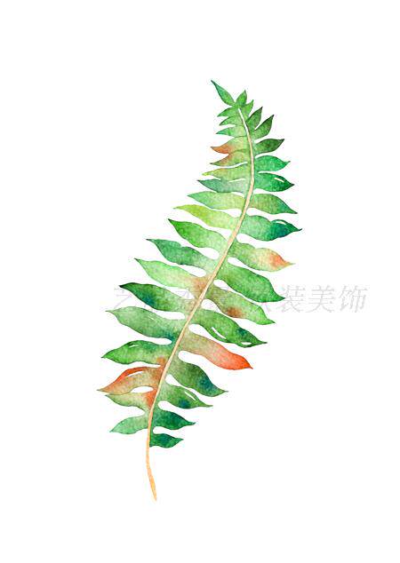 现代北欧小清新水彩龟背叶子绿色蕨类植物装饰现代装饰画