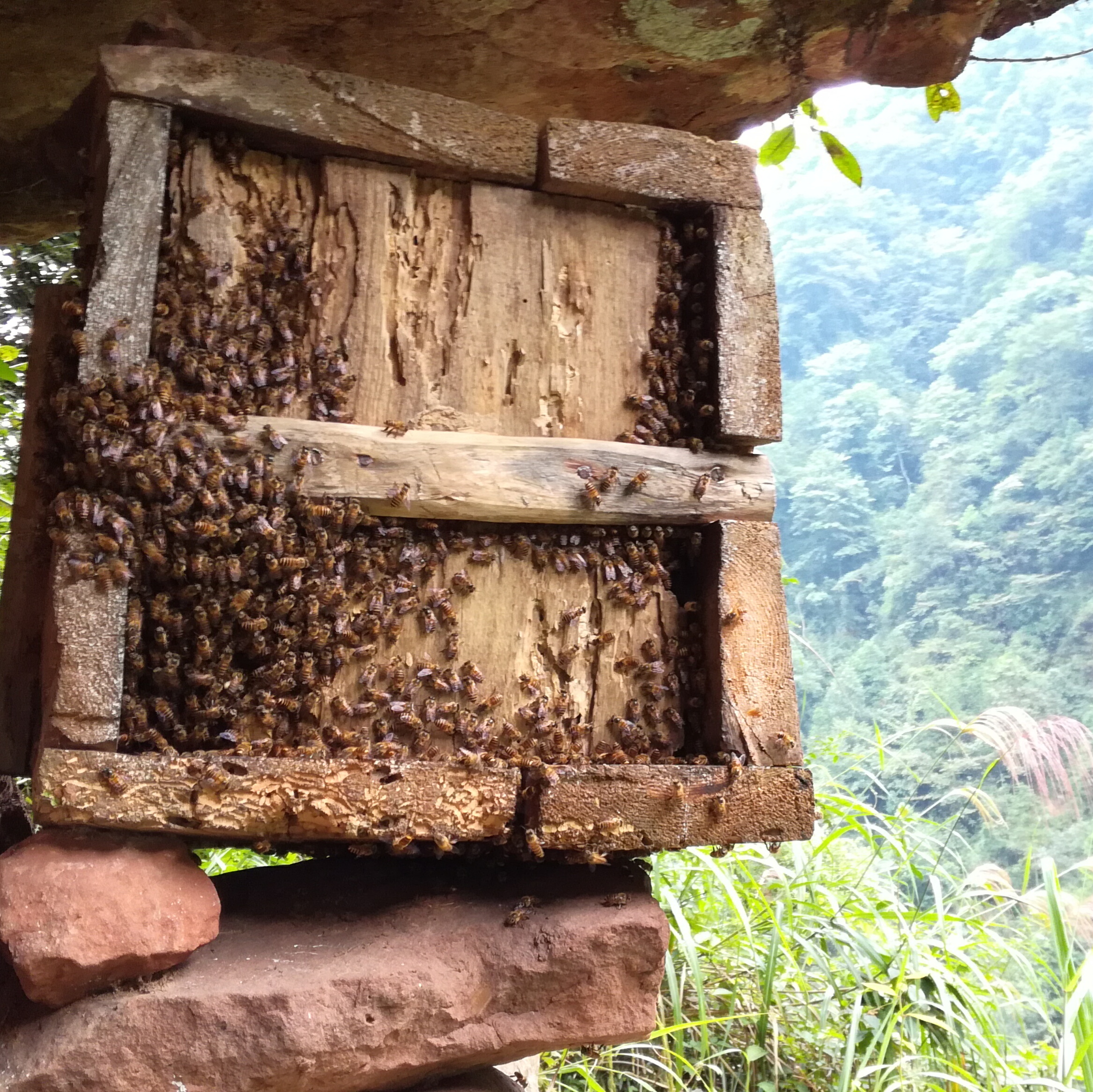 三岔河原始森林野生岩蜂蜜送礼央视报道有药性的保健蜂蜜2500克