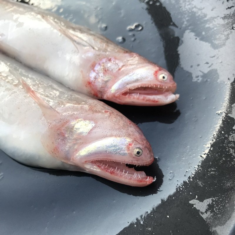 豆腐鱼2斤装海鱼新鲜海捕水鱼龙头烤龙头鱼水孱九肚鱼果冻鱼水产