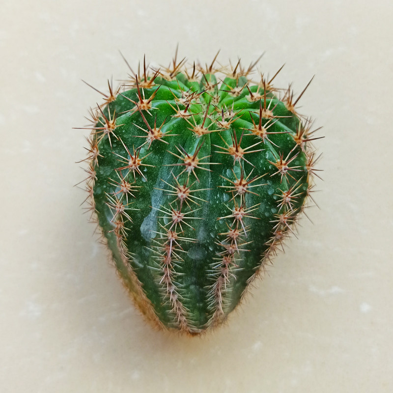 银河系galaxy席克氏彩仙人球多植物花卉多肉植物