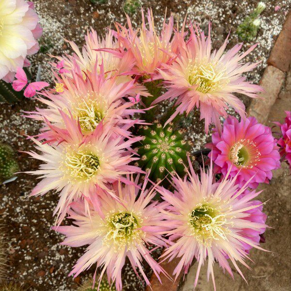 仙人球毛花柱北极星polarstern锯齿形花边特点版多植物多肉植物