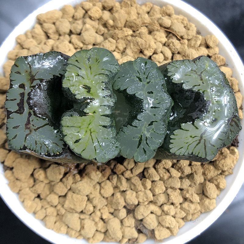 稀有品种御前玉扇一物一拍多肉植物葵系巅峰多肉植物