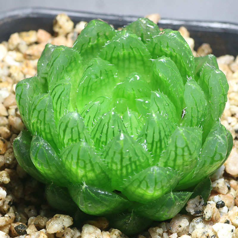 多肉新手可备水晶植物十二基地发货品种保证多肉植物