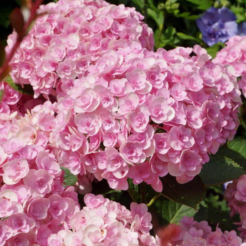 爱意大花绣球花苗花卉盆栽园艺植物阳台庭院时令草本花卉