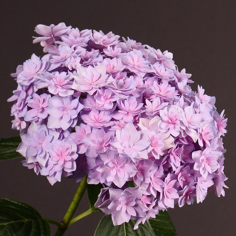 你我我的灵感大花绣球花苗花卉盆栽园艺植物时令草本花卉