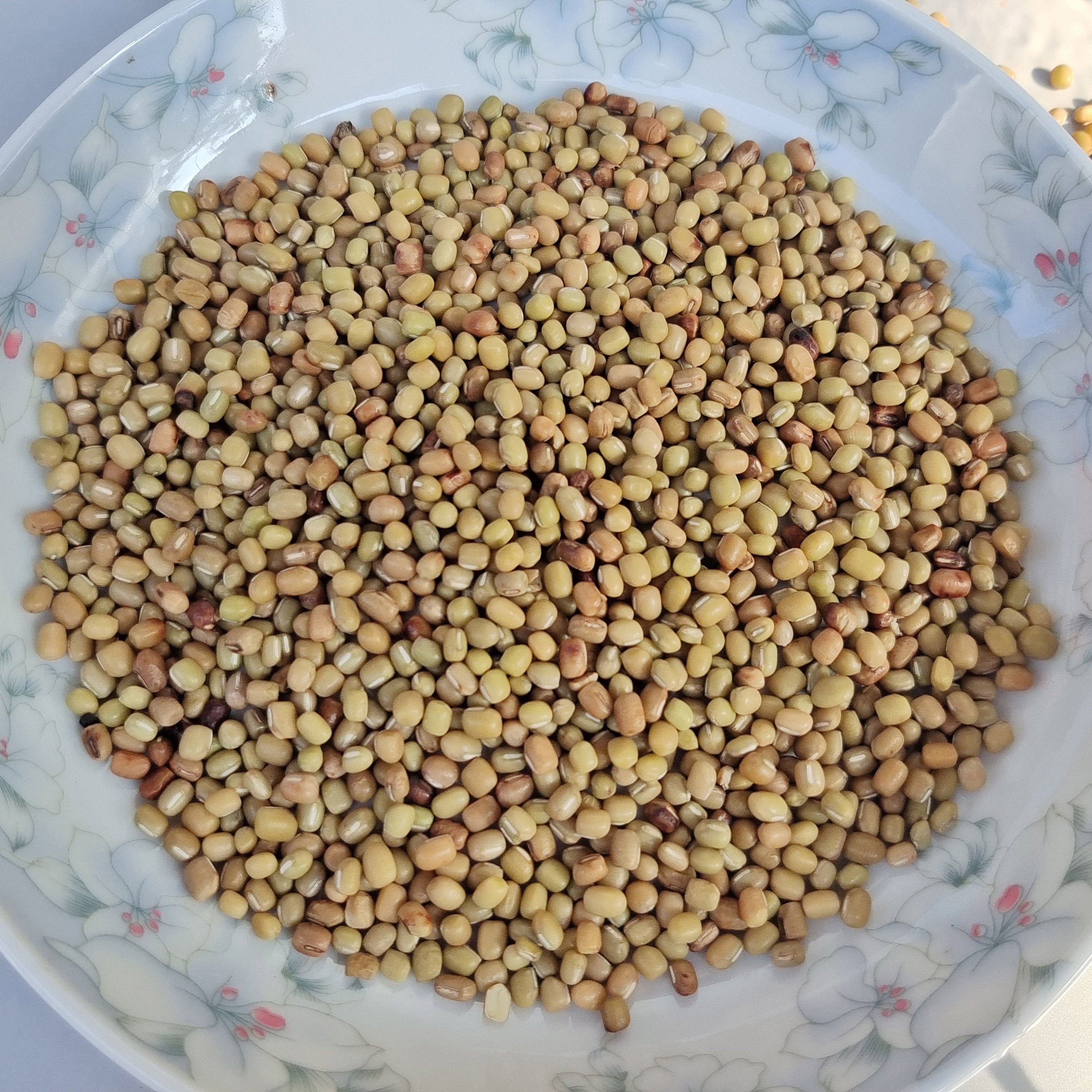 重庆石柱特产老品种高原米豆新豆米小红豆酸菜豆米农