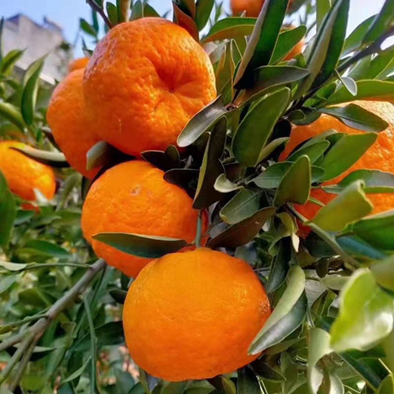 湖北长阳清江岩松坪椪柑橘子当季新鲜水果薄皮桔子