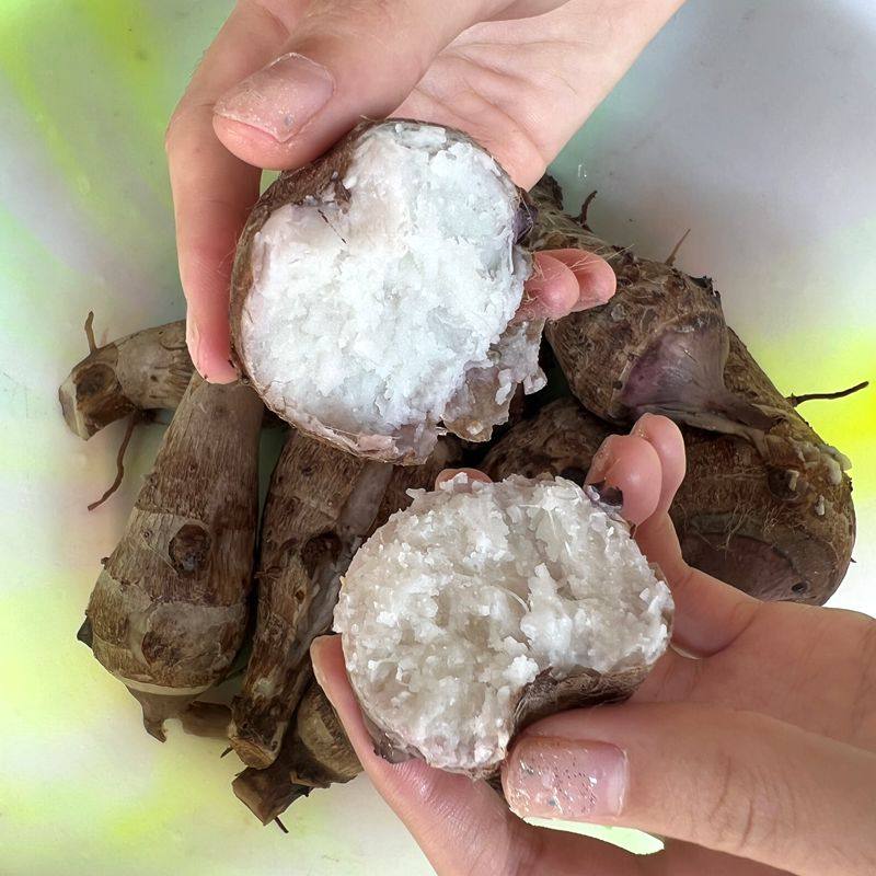 红芽芋现挖新鲜红牙小毛芋头红嘴香芋贵州香糯芋头