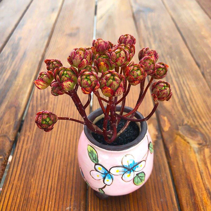 植物小狐狸多肉橄榄球玫瑰小人室内盆栽绿植萌肉多肉植物