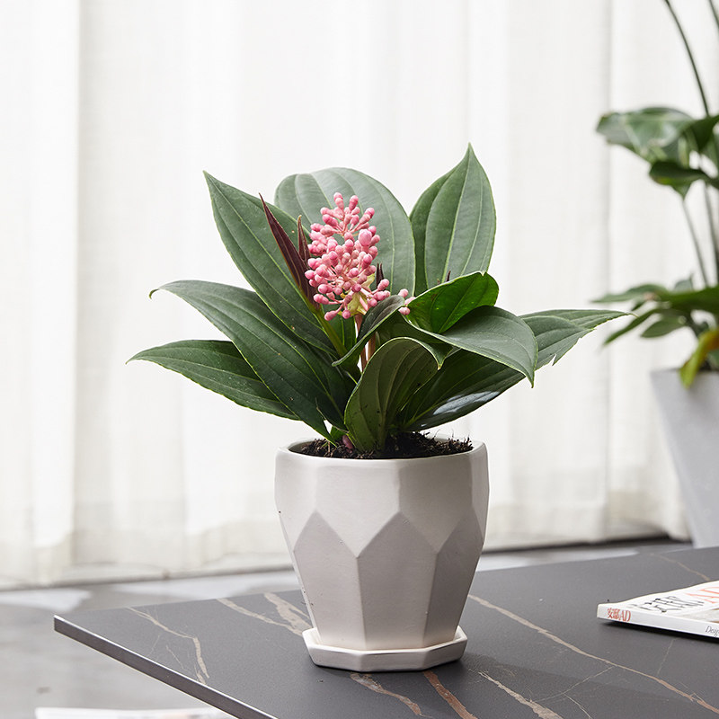 宝莲灯花盆盆栽小苗荷兰进口花苞室内客厅观花绿植