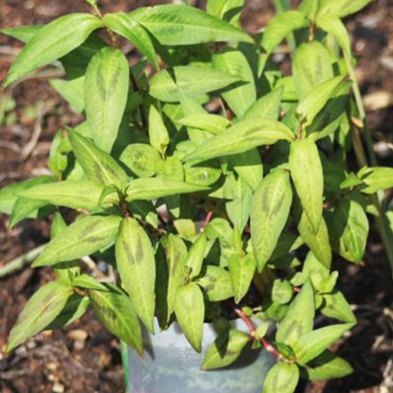 越南香菜越南芫荽叻沙叶克拉香草食用盆栽阳台耐湿热料理可水培养