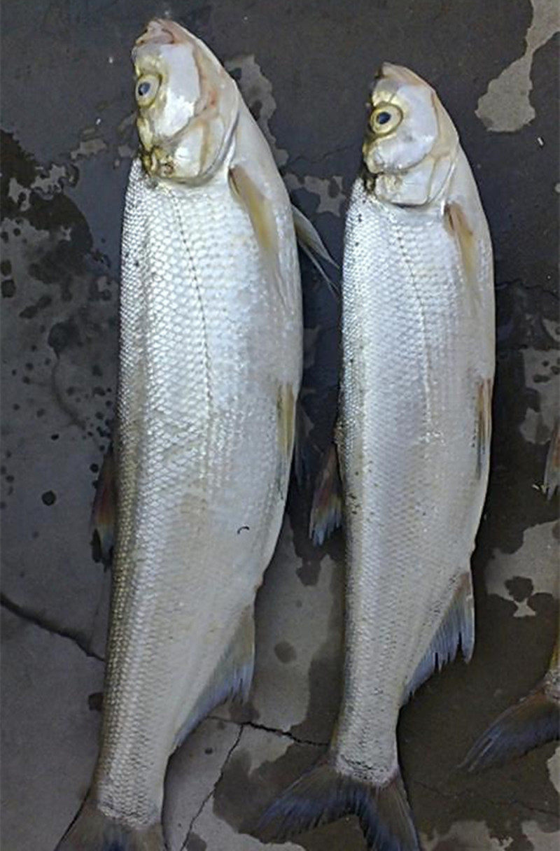 翘嘴湖北黄冈蕲春特产大同野生淡水鱼白鱼干干货鱼干