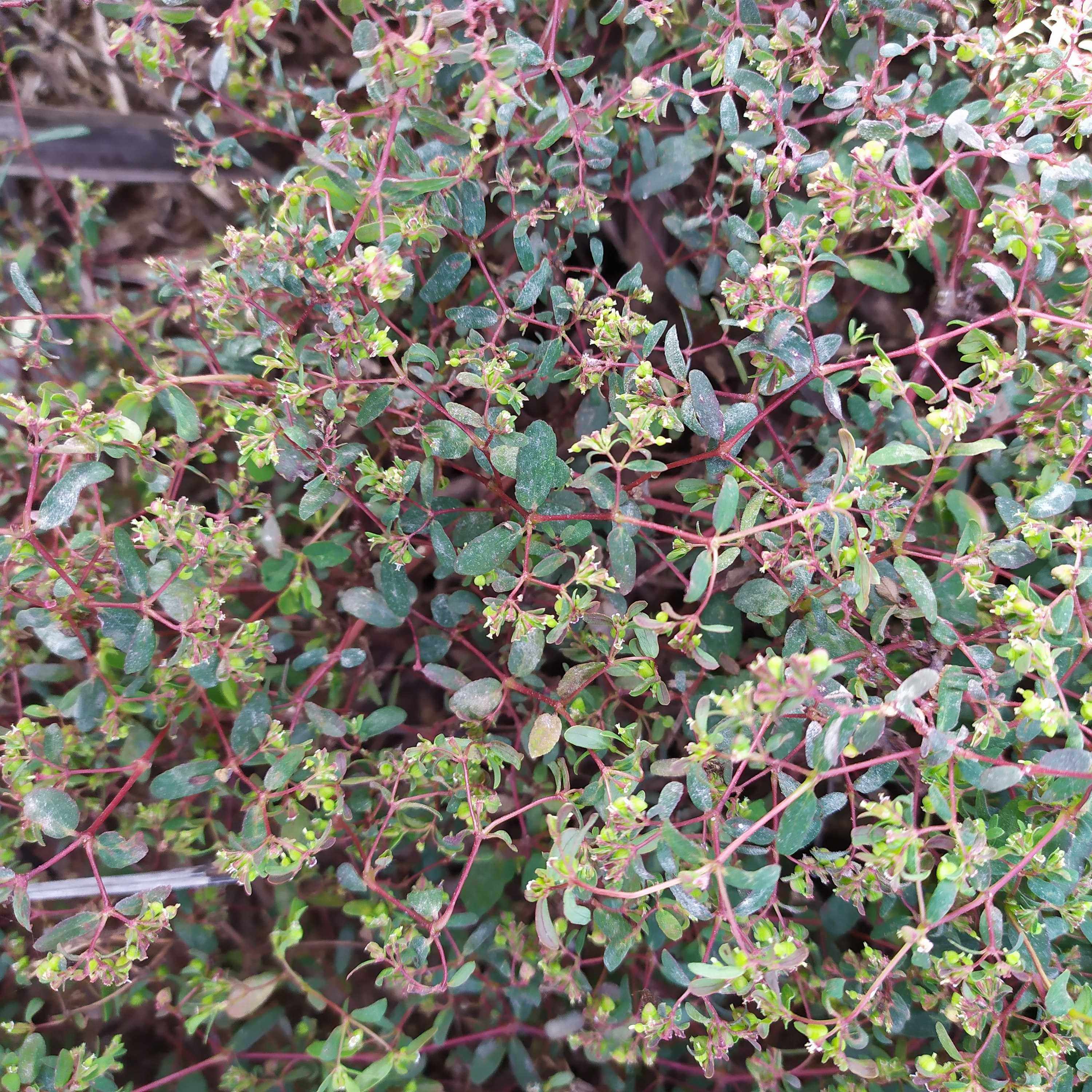 血见愁:一种草的倔强生存史