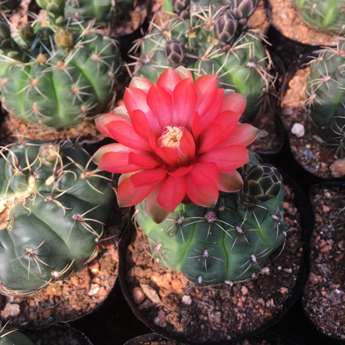 绯花玉带花苞仙人球盆栽防辐射盆栽开花仙人掌办公室桌面多肉植物